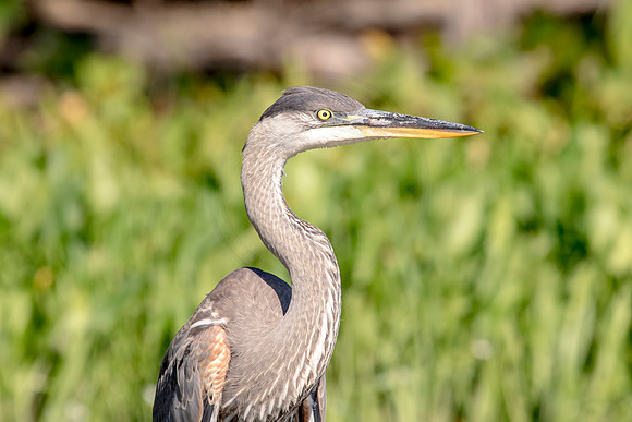 Great Blue Heron on Lake Champlain