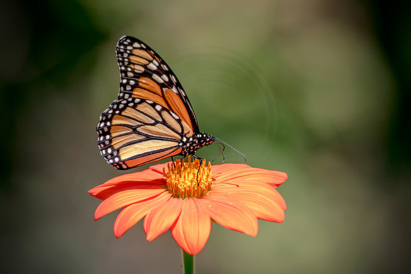 Monarch on an orange flower