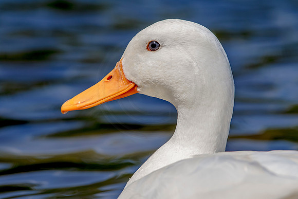 White mallard duck