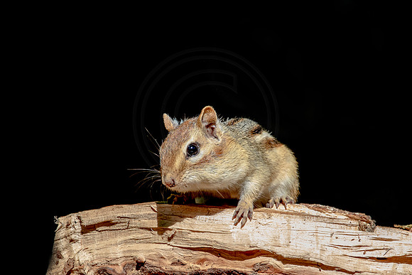 Chipmunk on a wood pile