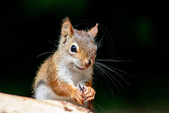 Red Squirrel