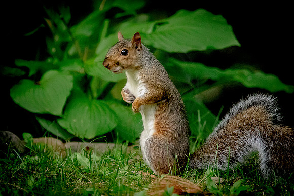 Standing squirrel