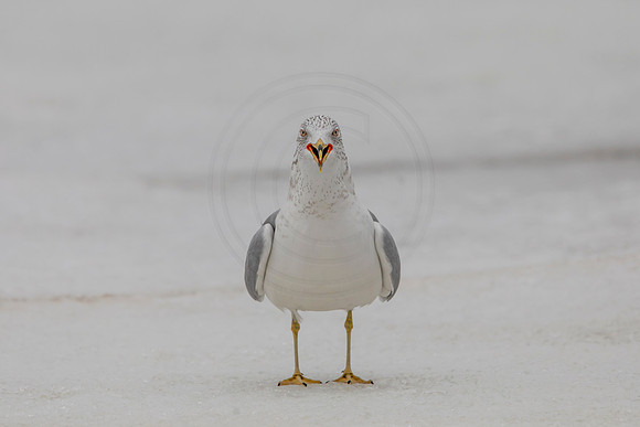 71 gull (AF3A1136) February 28, 2021