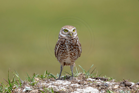 776 burrowing owl (6F3A1663) April 17, 2021