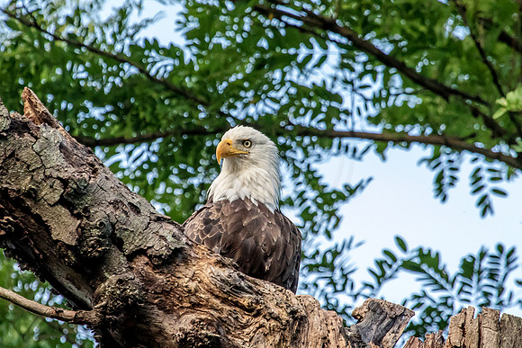 Bald Eagle in a tree