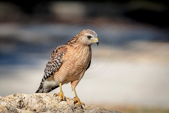 Red Shouldered Hawk