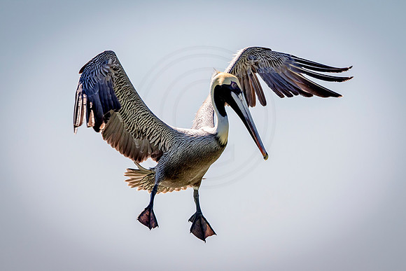 Pelican in flight