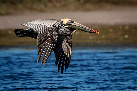 Pelican at Fort De Soto