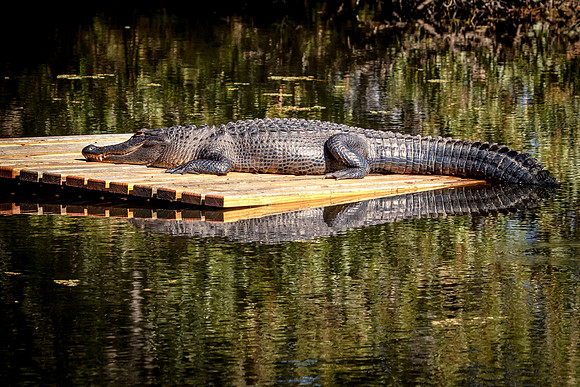 Alligator