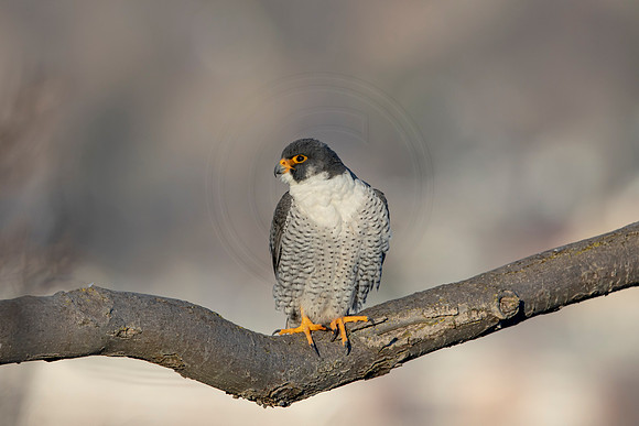 8 male peregrine (AF3A3075) March 7, 2021