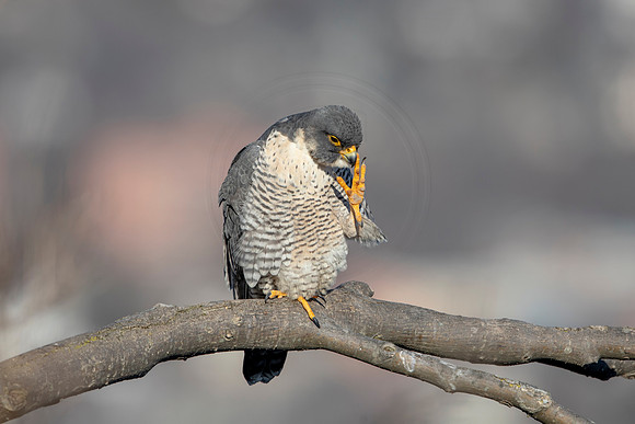 21 female peregrine (AF3A2760) March 7, 2021