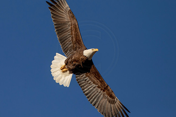 18 eagle (AF3A4083) March 13, 2021
