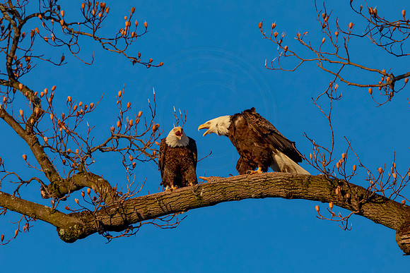 61 eagles (AF3A0427) February 27, 2021