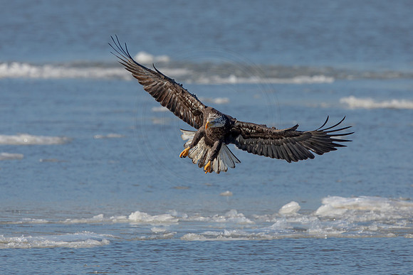 58 eagle returning to duck (AF3A8880) February 21, 2021