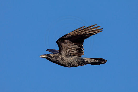 3 crow (AF3A1551) March 5, 2021