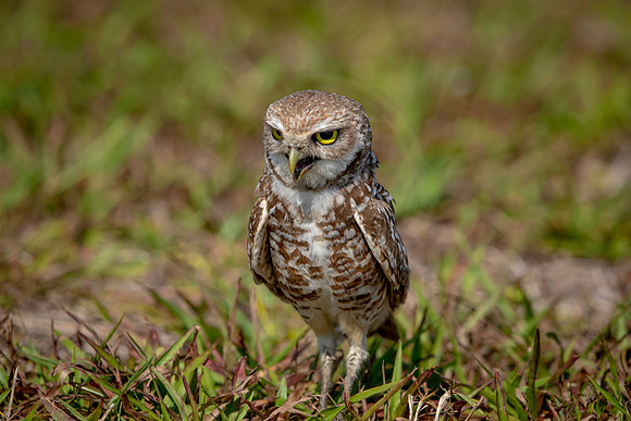 942 burrowing owl (6F3A2663) April 17, 2021
