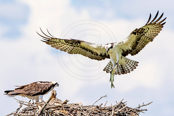 Osprey in Crown Point