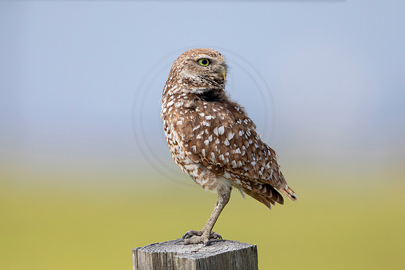 629 burrowing owl (6F3A0574) April 17, 2021