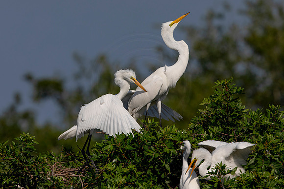 1040 egret (6F3A3502) April 18, 2021