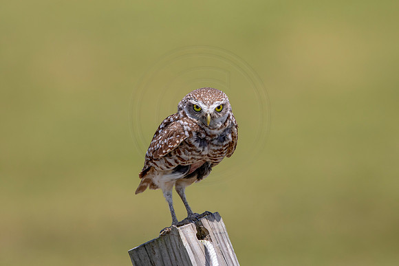 767 burrowing owl (6F3A1618) April 17, 2021