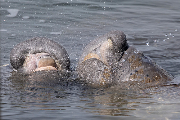 50 manatees (6F3A8514) April 15, 2021