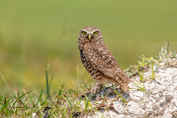 674 burrowing owl (6F3A1072) April 17, 2021