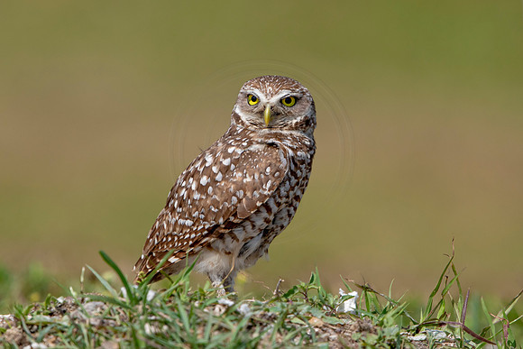 655 burrowing owl (6F3A0884) April 17, 2021