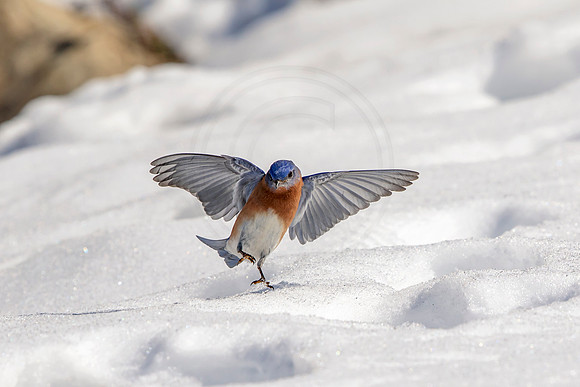 Eastern Bluebird dancing in the snow