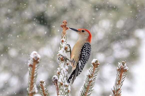 Woodpecker in the snow