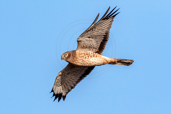 Northern Harrier at the Black Dirt Region
