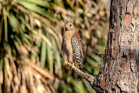 Red Shouldered Hawk in Florida