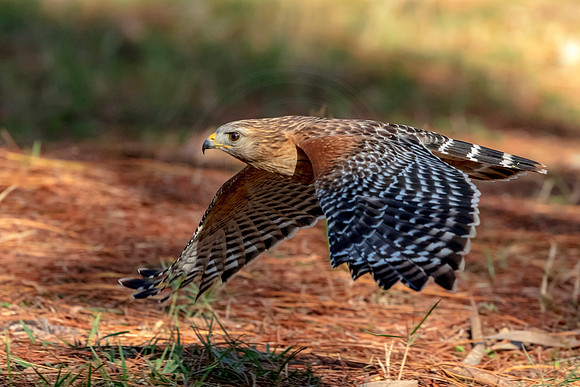 Red Shouldered Hawk in Florida