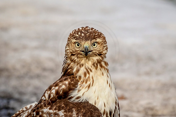 Immature Red Tailed Hawk