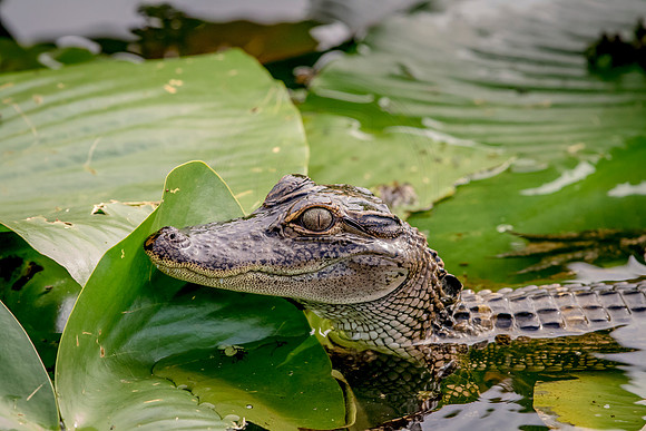 Alligator at John Chestnut Senior Park
