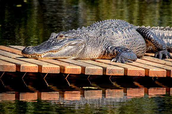 Alligator at Homosassa Springs in FL