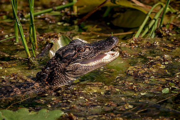Alligator at John Chestnut Senior Park
