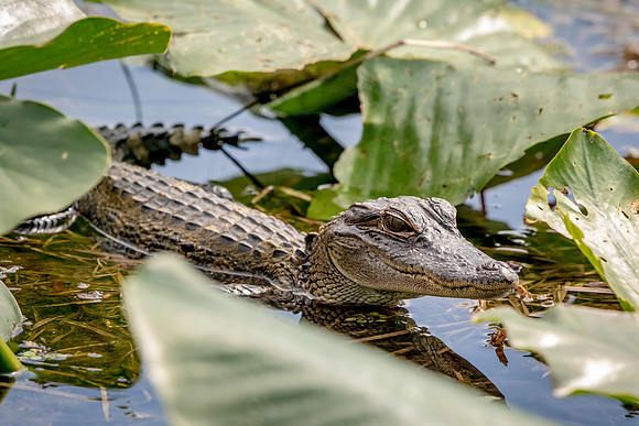 Alligator at John Chestnut Senior Park