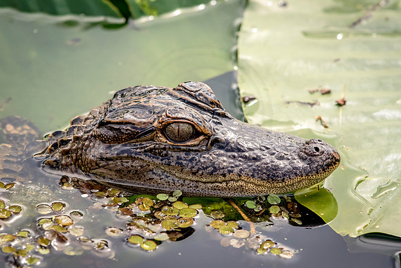 Alligator at John Chestnut Senior Park