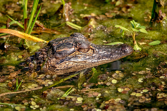 Alligator at John Chestnut Senior Park