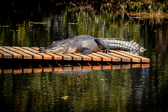 Alligator at Homosassa Springs in FL