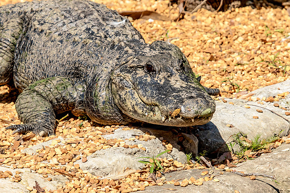 Alligator at Homosassa Springs in FL