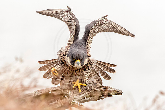 Peregrine Falcon at State Line Lookout