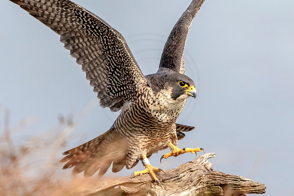 Peregrine Falcon at State Line Lookout