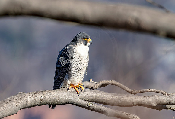 Peregrine Falcon at State Line Lookout