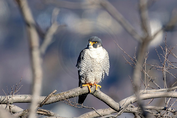 Peregrine Falcon at State Line Lookout