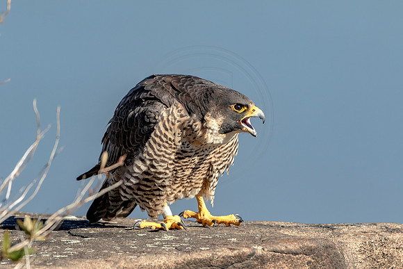 Peregrine Falcon at State Line Lookout