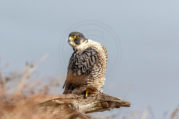 Peregrine Falcon at State Line Lookout