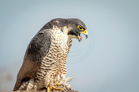 Peregrine Falcon at State Line Lookout