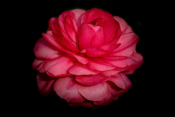 Spring Flower