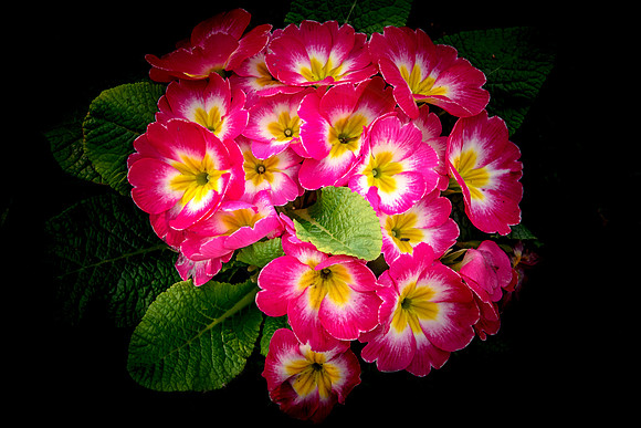 Spring Flowers